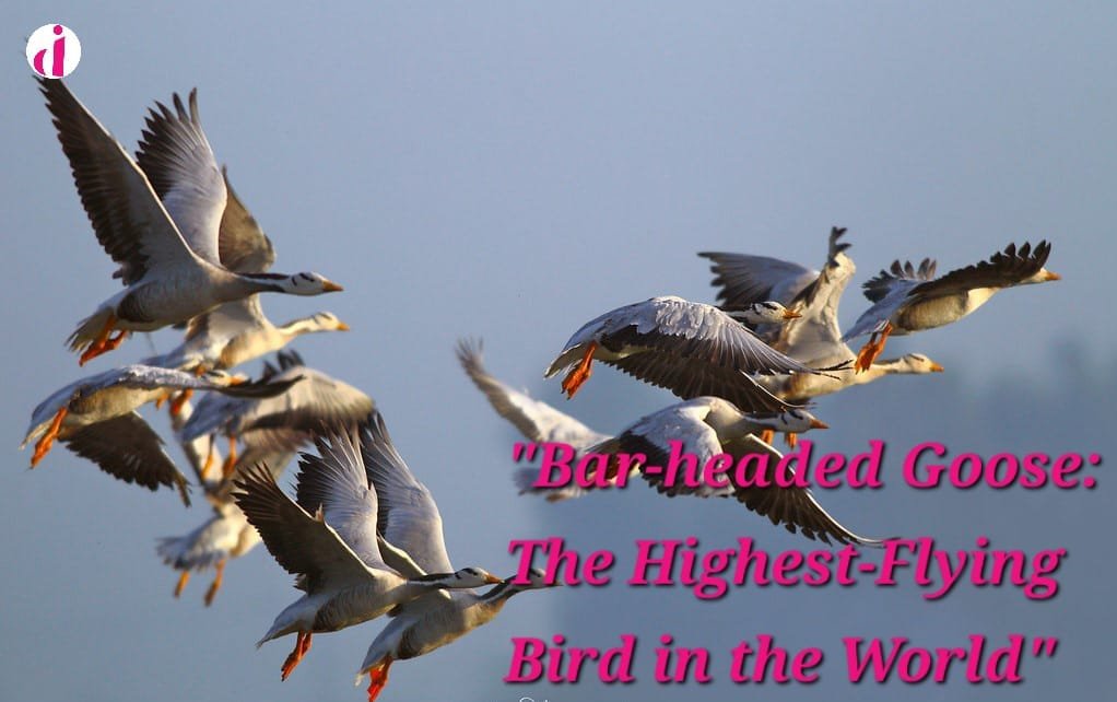 "Bar-headed Goose in flight, soaring through the sky with its distinctive white head and black neck stripe