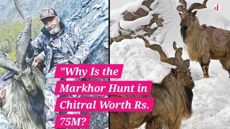 "Markhor, the national animal of Pakistan, in its natural habitat in Chitral"