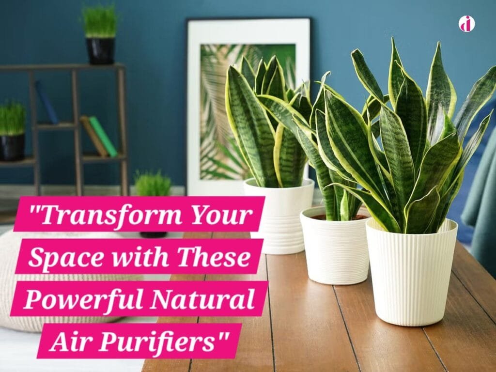 "Various natural air purifying plants in a modern living room setting, enhancing air quality and decor."
