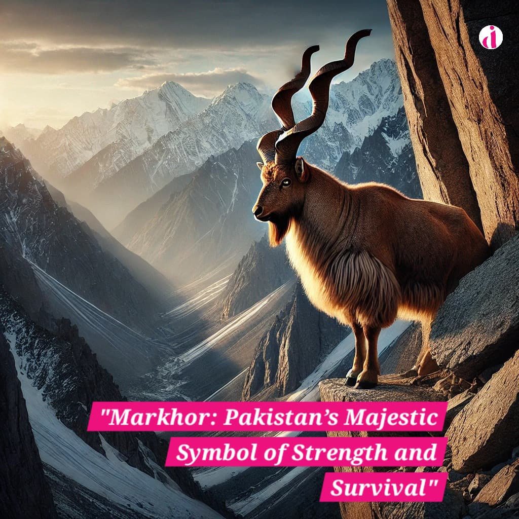 "Markhor goat standing tall on a rocky mountain in Pakistan, symbolizing strength and survival."